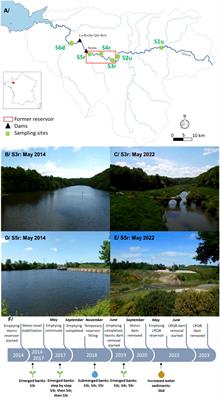 Fast but transient recovery of aquatic and terrestrial communities after a large dam removal